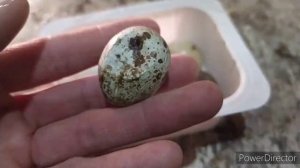 теперь крепкая скорлупа у яиц!   простая добавка для кур. моя деревенская жизнь. country life