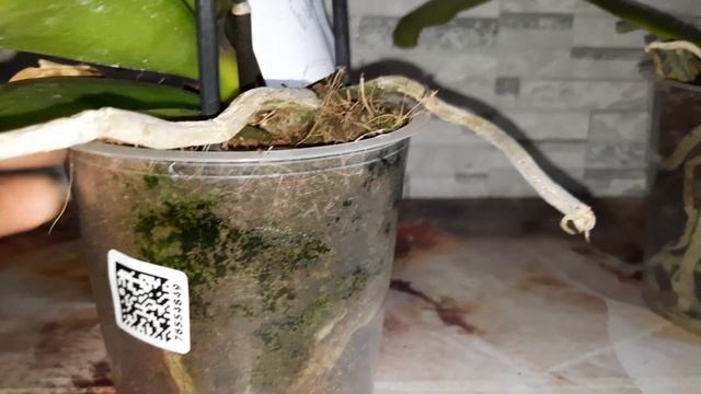 ПОКУПКИ ОРХИДЕЙ/23.05.22/есть свободные/ смотреть онлайн