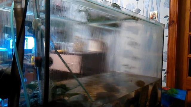 Аквариумистика РБ №28 (клеим фон) смотреть онлайн