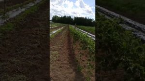 малина long canes , от посадки до сбора урожая.