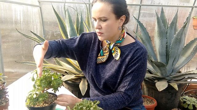 Кристатный эониум арбореум Формирование и уход смотреть онлайн
