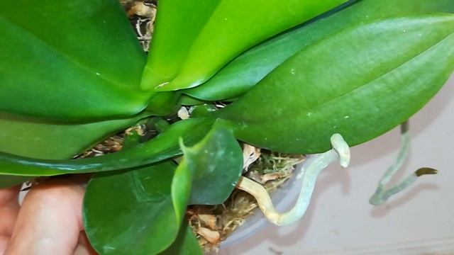 МОЯ "КУСТОВАЯ" ОРХИДЕЯ ??❣️?#PHALAENOPSIS ARCS KAIULANI #ORHIDS #ORJIDEA #FLOR ?❣️❤️??? смотреть онлайн