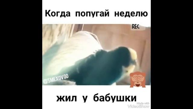 Пожил попугай у бабушки всего неделю смотреть онлайн