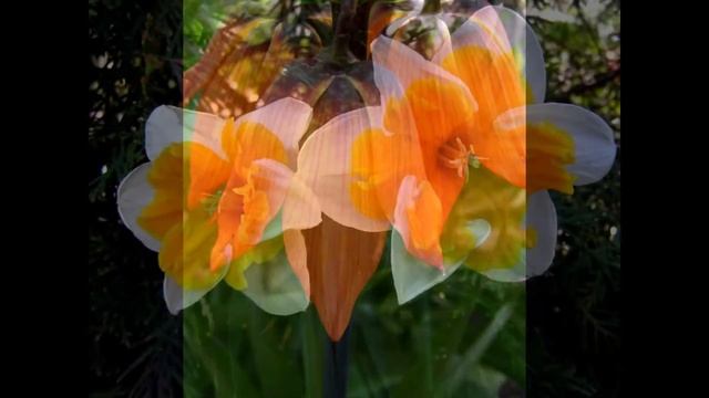 31 ЦВЕТЫ В МОЕМ САДУ - ЛУКОВИЧНЫЕ смотреть онлайн