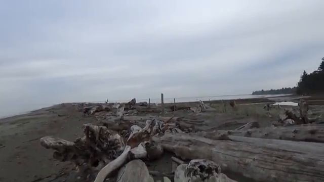 По США на машине. Часть 2 - олени на берегу океана смотреть онлайн