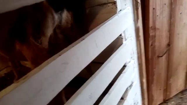 готовимся к окоту стрижем копыта ставим витамины смотреть онлайн