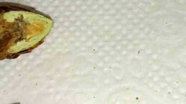 Вредители малины.Галлица стеблевая и побеговая как выглядит.Галлица личинка.Вздутие на стебле малин смотреть онлайн