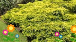Можжевельник средний Голд Кост. Краткий обзор, описание juniperus pfitzeriana Gold Coast