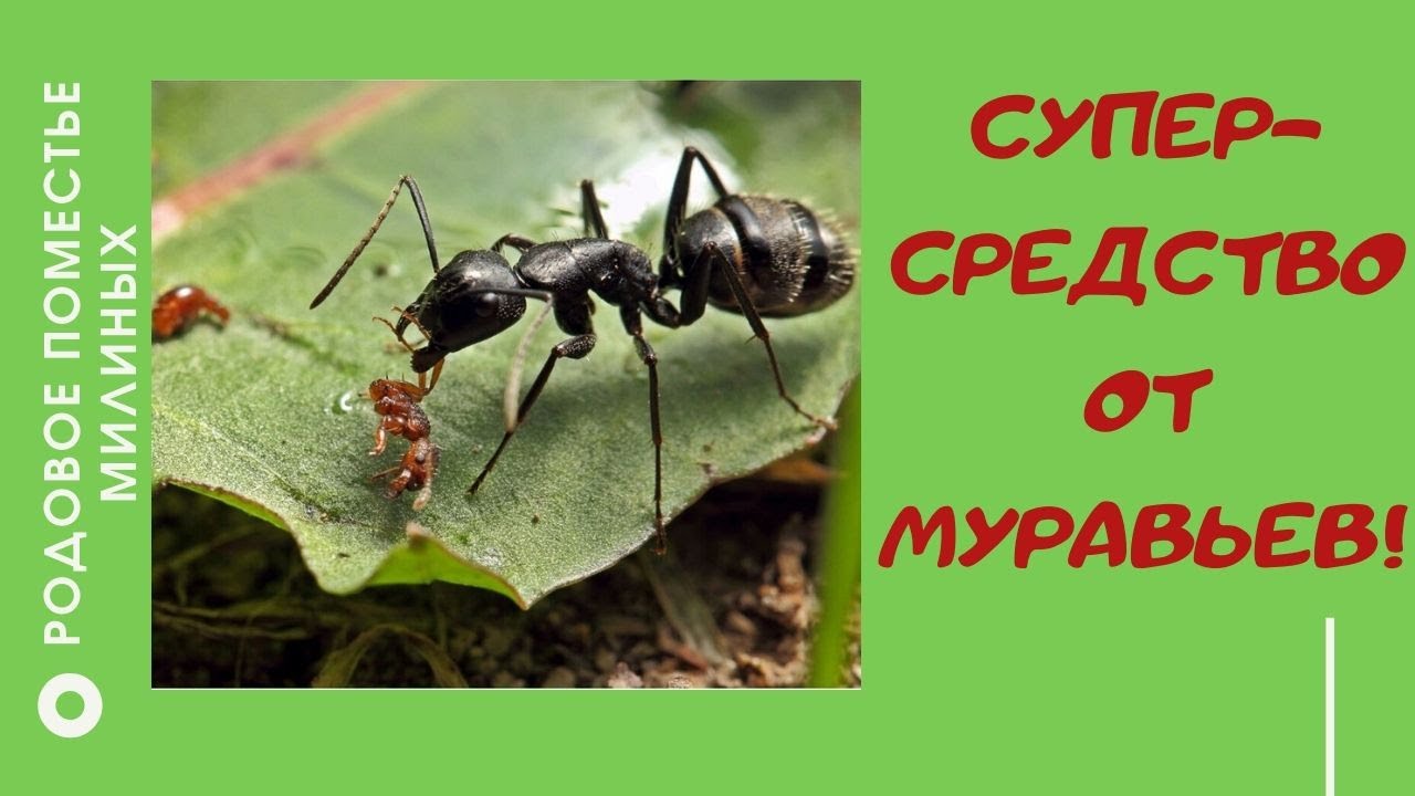 Супер-средство от муравьев!