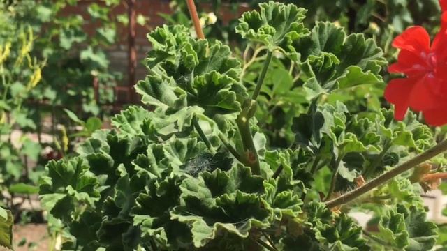 Пеларгония. Зонартик. Видеообзор сорта Еras Мorgonrodnad смотреть онлайн