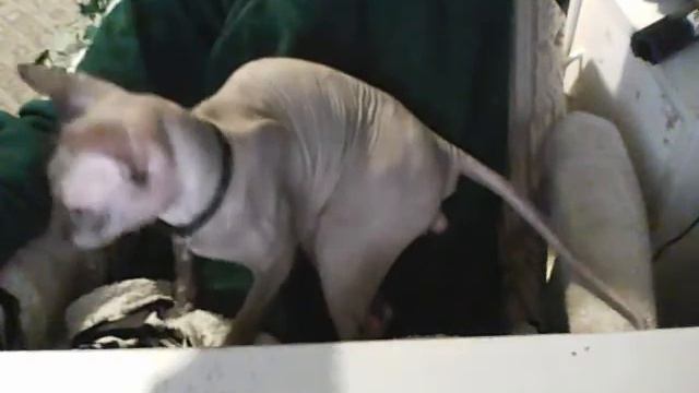Woobie my Sphynx cat licking himself inappropriately etc. смотреть онлайн