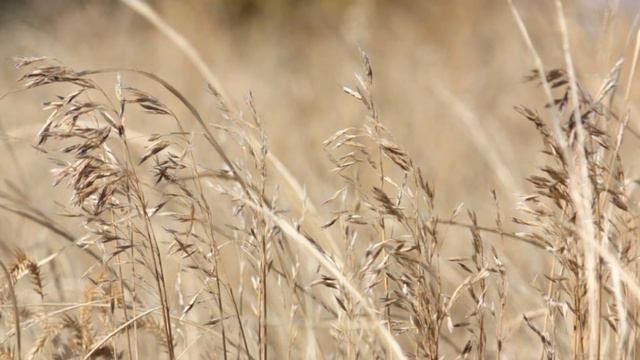 ГАРМОНИЯ ПРИРОДЫ - Оригинальные фотографии и автор видео Валентина Рикшпун. смотреть онлайн
