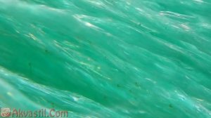 Нерест и размножение Огненных барбусов. Нерест, икра, личинки и мальки. Аквариумистика.