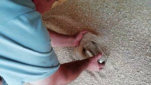 Готовлю семенное зерно, самодельная веялка в работе. Как провеять зерно.