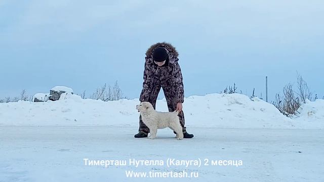 ТИМЕРТАШ НУТЕЛЛА (Калуга) 2 месяца помет Н В питомнике есть щенки +79048881825 viber whatsapp смотреть онлайн