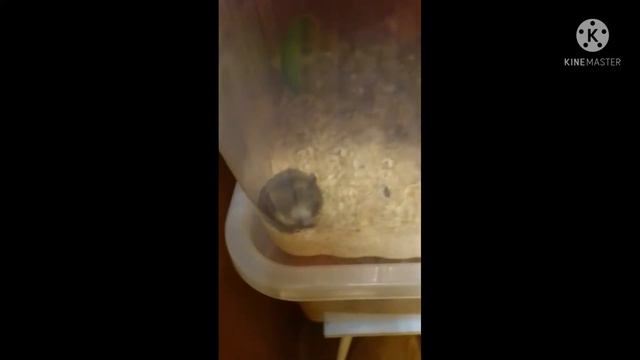 "Тайная жизнь домашних животных" {1 часть} смотреть онлайн