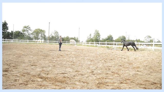 Wester Фризская лошадь. конный блог.