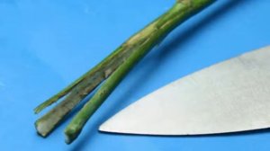 Изготовление радужных роз. Как сделать цветы любого цвета