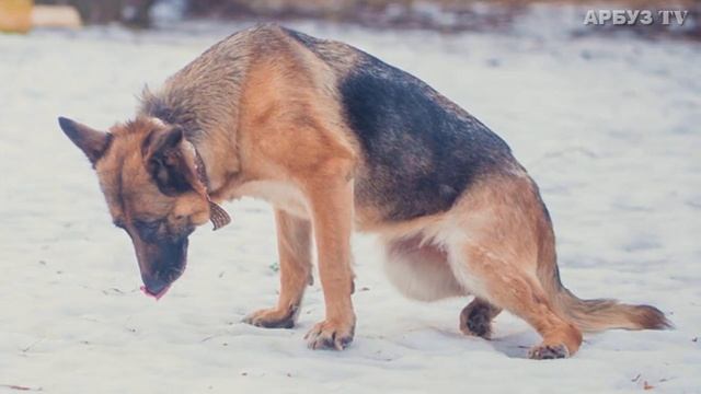 ИСТОРИЯ ПРО СОБАКУ ДО СЛЁЗ ? ❤ смотреть онлайн