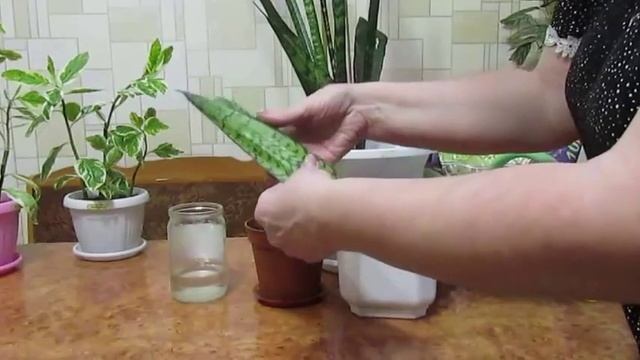 Размножение Сансевиерии. Укоренение листового черенка. Тёщин язык, Щучий хвост. смотреть онлайн