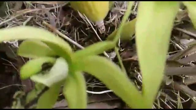 coelogyne pandurata - black orchid - anggrek hitam смотреть онлайн