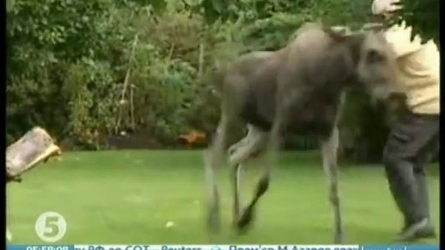 Пьяный лось на дереве смотреть онлайн