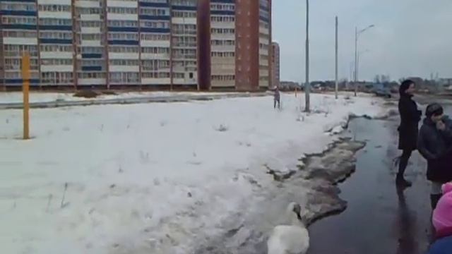 Полоцк лебедь на дороге 11.04.2013 смотреть онлайн