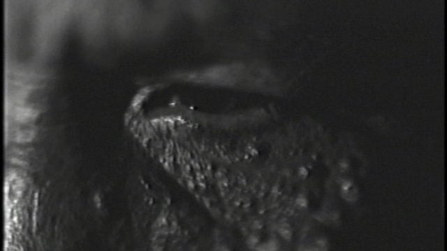 Nine Inch Nails - 1999 - We're In This Together (Long Edit) смотреть онлайн