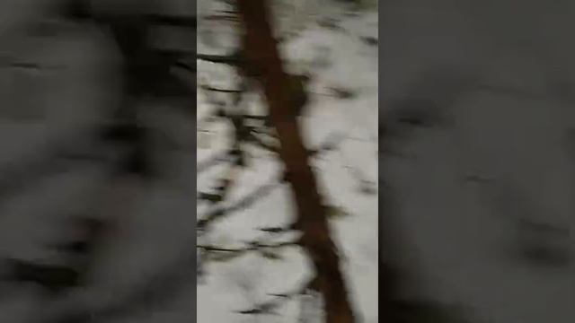 Охота на волка..mp4