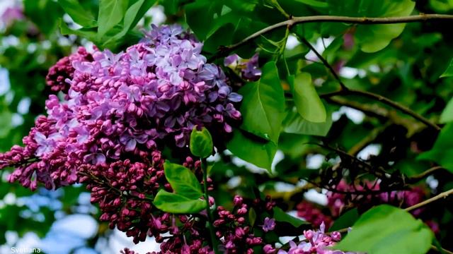 Рахманинов-Романс "Сирень"-Lilacs by Rachmaninoff смотреть онлайн