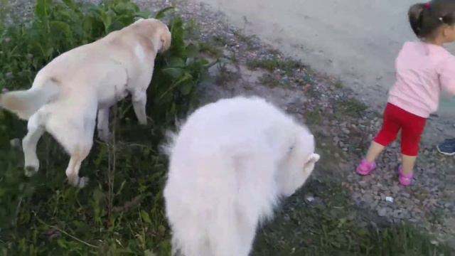 Девочка самоед и два лабрадора!) смотреть онлайн