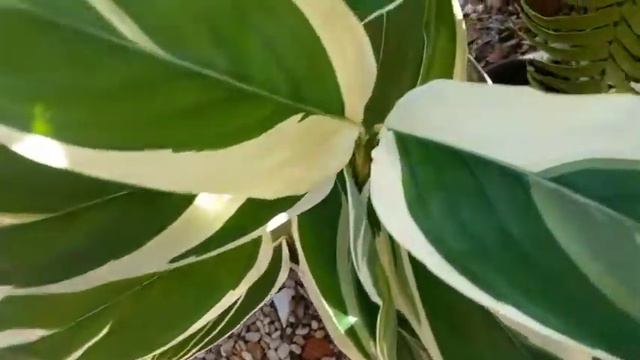 # MARANTA ARARUTA Como Cuidar e Para que Serve ? смотреть онлайн