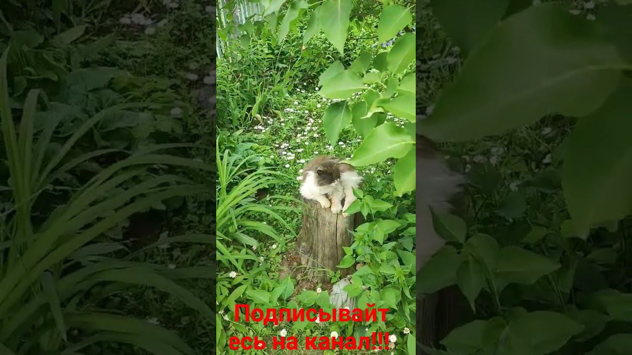 Барсик и его трон! смотреть онлайн