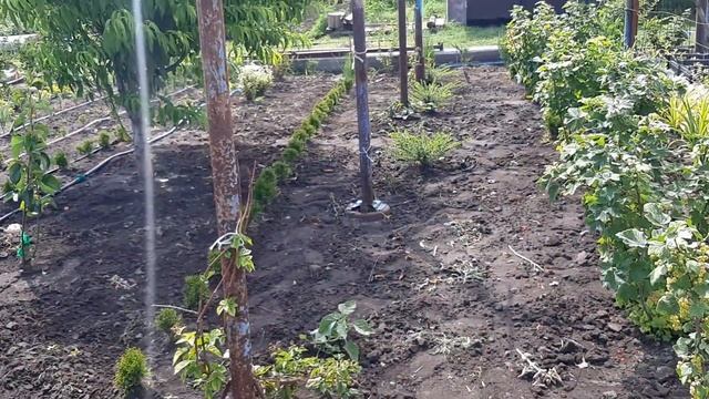 384.Железные деревья ?что это и для чего. смотреть онлайн