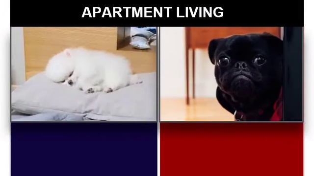 POMERANIAN VS PUG - COMPARISON смотреть онлайн