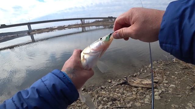 СУДАКИ КЛЮЮТ НА ЭТИ ПРИМАНКИ НА КАЖДОМ ЗАБРОСЕ / ЛОВЛЯ ВЕСЕННЕГО СУДАКА НА СПИННИНГ В НОВОСИБИРСКЕ. смотреть онлайн