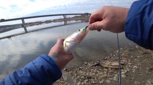 СУДАКИ КЛЮЮТ НА ЭТИ ПРИМАНКИ НА КАЖДОМ ЗАБРОСЕ / ЛОВЛЯ ВЕСЕННЕГО СУДАКА НА СПИННИНГ В НОВОСИБИРСКЕ.