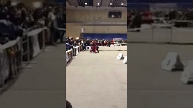 27.01.2018г. "Зимний Кубок Харькова - 2018", открытый класс НАРЦИСС Яблуневый Цвит смотреть онлайн