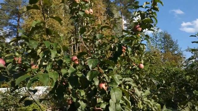 Яблоня Антей Самые лёжкие яблоки (Сорт яблок для зимнего хранения). Обзор смотреть онлайн