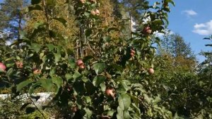 Яблоня Антей Самые лёжкие яблоки (Сорт яблок для зимнего хранения). Обзор