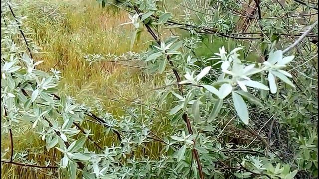 Хорошо весной на даче. 28.04.18. Дача - Горадиль смотреть онлайн