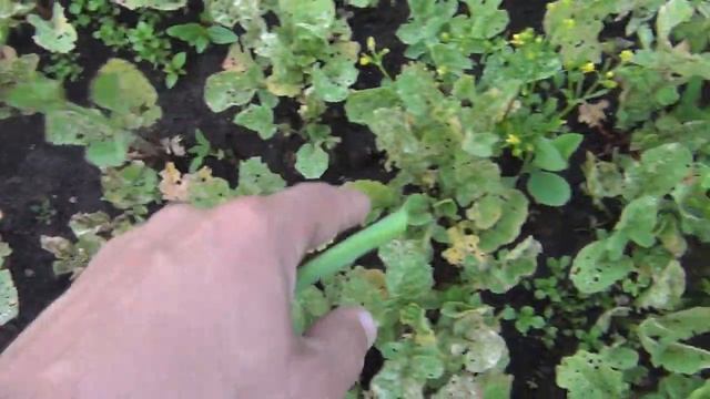 Редиска на 28 июня 2017 урожайный огород сад и огород дача выращивание редиски Выращивание редиса смотреть онлайн