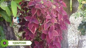 Садовые цветы - КОЛЕУС. Цветоводство на канале хитсад.