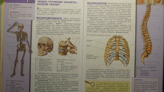 Биология (Л.Н.Сухорукова) 8к §17 Общее строение скелета. Осевой скелет смотреть онлайн