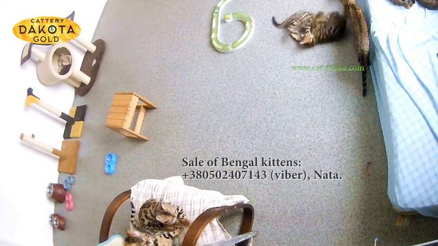Что делают бенгалы наедине, Будни питомника, бенгальской кошки, Dakota Gold 2