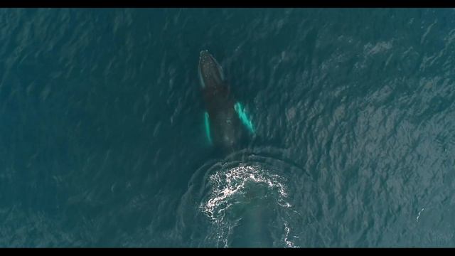 Арктический лед 4к смотреть онлайн