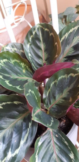 Реанимация калатеи.
Подписаться https://rutube.ru/channel/26445746/