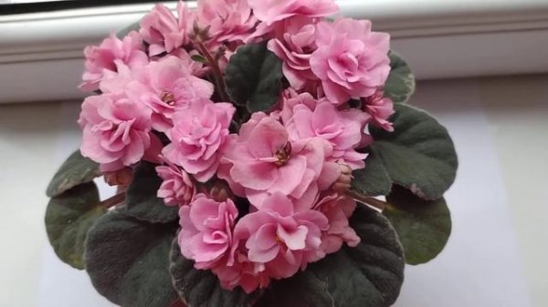 Cajun's Roses Anyone