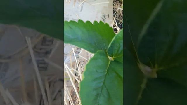 клубники Лия сахарная смотреть онлайн