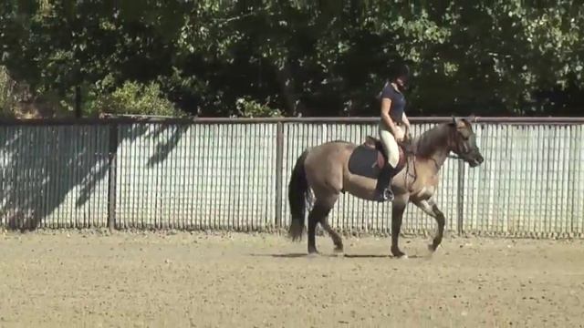 HOLLYWOOD LADYSMAN: Monty Roberts Willing Partners(TM) смотреть онлайн